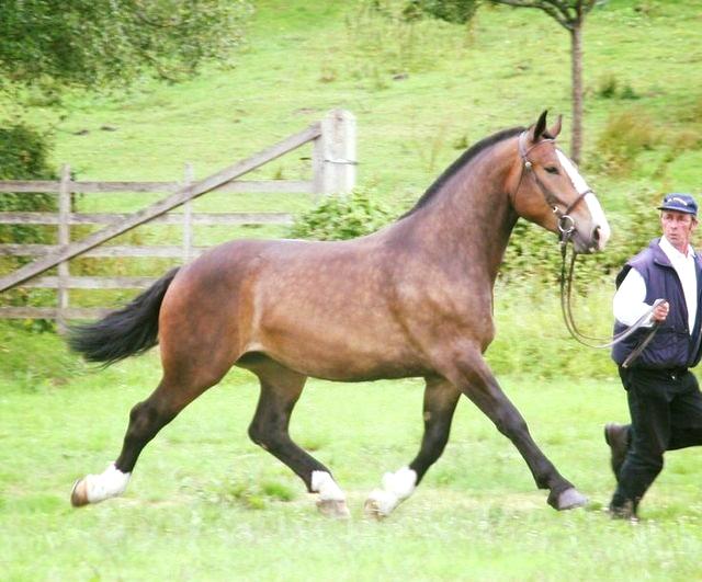 Norman Cob